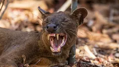 Varken katt eller hund: vilket djur är det – och hur erövrade det Madagaskar?