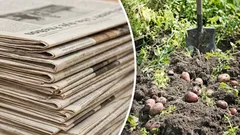 Dags att förbereda sig: så kan du använda gamla tidningar i trädgården och på tomten – de är nyttiga