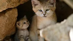 Skäller som en hund och lever bara i öknen – jordens mest gåtfulla katt