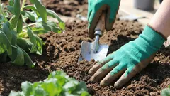 Så räddar du utarmad jord på tomten: beprövade sätt att återställa bördigheten