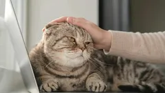 Så ber du din katt om ursäkt på rätt sätt: råd godkända av en zoolog