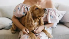 Hundar älskar djupare än du tror: tecken som säger mer än tusen ord