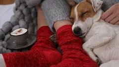 Varför hunden gärna sätter sig på ägarens ben: svaret är inte så enkelt som det verkar