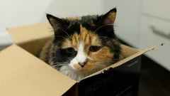 Så vet du att katten är ledsen: experter listar 6 tecken