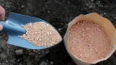 Trädgårdsmästarnas tips: detta naturliga pulver får bort skadedjur och gör jorden perfekt